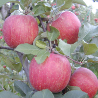Яблуня Фуджі Кіку купить