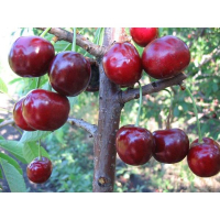Черешня Крупноплодная купить