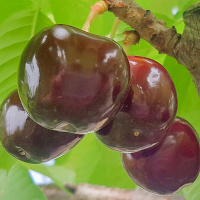 Черешня Бычье Сердце купить