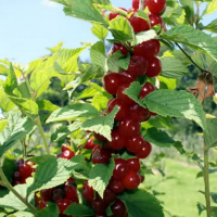 Вишня Казка купить