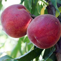 Персик Роял Глори купить