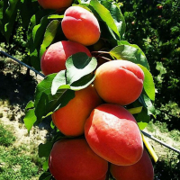 Абрикос Пинкот купить