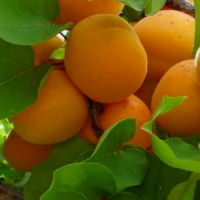 Абрикос колоноподібний Принц Березень купить