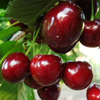 Черешня Регіна купить