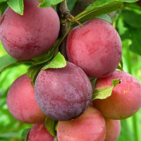 Аліча Рясна купить