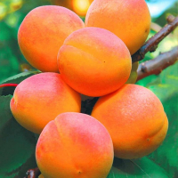 Абрикос NJA-19 купить