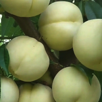 Нектарин Белый купить