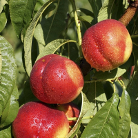 Нектарін Фантазія купить