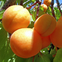 Абрикос Цюрупинський (ананасний) купить