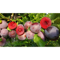 Слива диплоїдна-гібрид Блек Сплендор купить