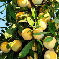 Гібрид Флавор Квін (слива-абрикос) купить