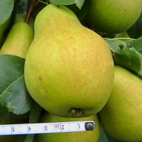 Груша Бере Літня купить