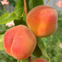 Персик Золотий Ювілей купить