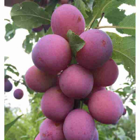 Слива карликова Імперіал купить