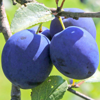 Слива Топ Хит (giga pack) купить