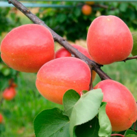 Абрикос Меджік Кот (gp) купить