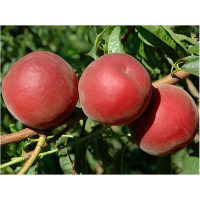 Персик Роял Свит купить