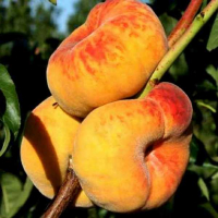 Персик Інжирний Солодкий купить