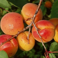 Абрикос Сільвер Кіт купить