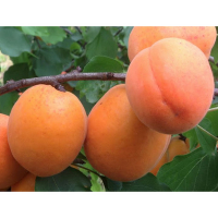 Абрикос Медиабель купить