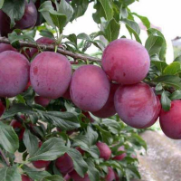 Алича Кубанська Комета купить