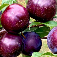 Гибрид слива-персик купить