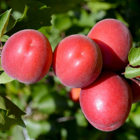 Абрикос Приция купить