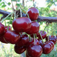Вишня Ерді Урожайна купить