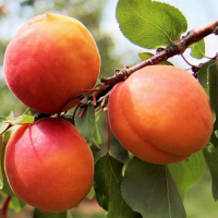 Абрикос Персиковий купить