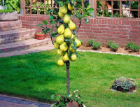 Груша карликовая Декора купить