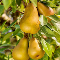 Груша колоноподібна Санремі купить