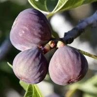 Інжир Сірий Ранній купить