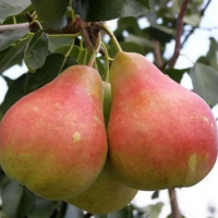 Груша Весільна купить