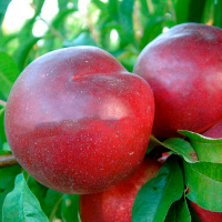 Нектарин Квин Леди купить