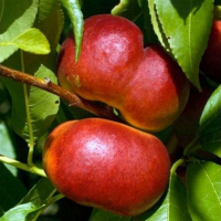 Нектарин Концеттіна інжирний купить