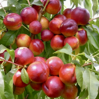 Нектарин Мадам Бланшет купить