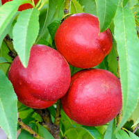 Нектарин Рубиновый купить