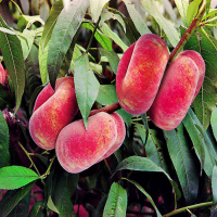 Персик інжирний Пінк Рінг купить