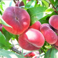 Персик інжирний Саманта купить