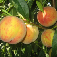 Персик Молдова пізній купить