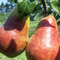 Груша Норд купить