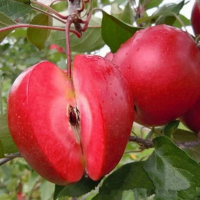 Яблоня Ред Кетти купить