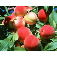 Персик Флеминг Фьюри PF-23 (giga pack) купить