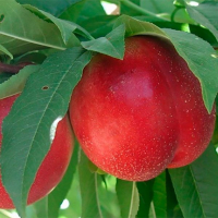 Нектарин Ванг 8 (GP) купить