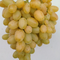 Виноград Кишмиш Гелиодор купить