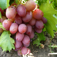 Виноград Рубіновий Ювілей купить