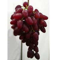 Виноград Полонез 50 купить