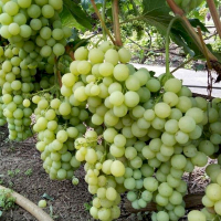 Виноград Білосніжка купить