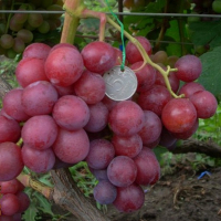 Виноград Бадьорий купить