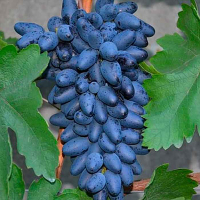 Виноград Академік купить